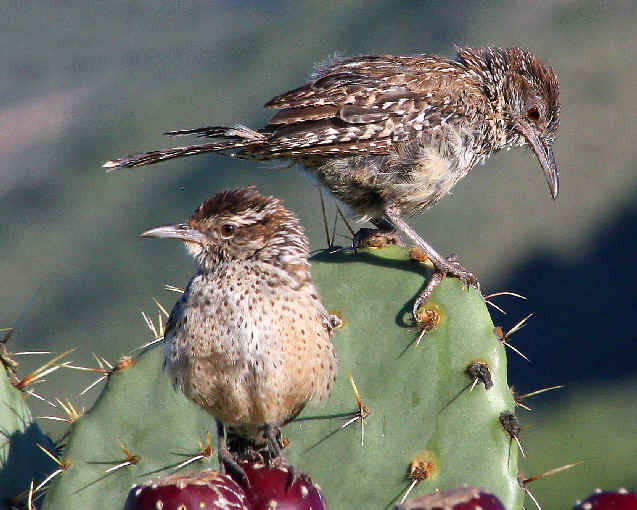 arizona cactus wren