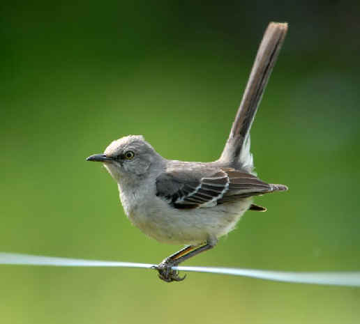 nc native game birds