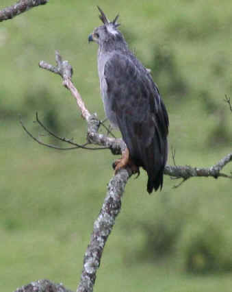 Buteonine Eagle