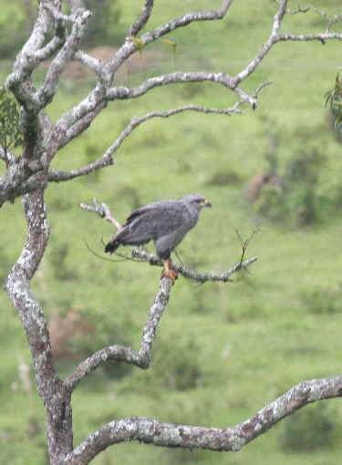 Buteonine Eagle