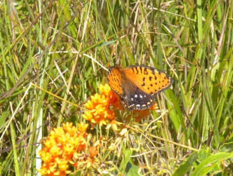 Butterflies MELITAEA NYCTEIS #17 PSA 4 VG-EX Kimball  & Co 1888 N183 W.S
