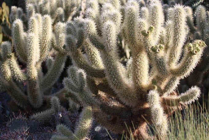 desert plants pictures and names