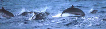 Dolphin_frasers-dominica.jpg (23445 bytes)