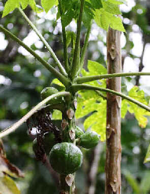 Solanum capsicoides - Joá - Mata cavalo - Melancia da praia (60fps