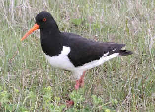 List of birds of Iceland - Wikiwand