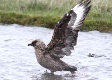 List of birds of Iceland - Wikiwand