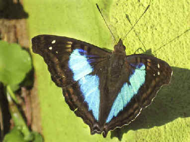Bella Mariposa - Butterfly vine - Indigo - gold butterflies