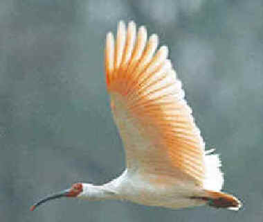 crested ibis