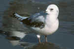 Ross' Gull.jpg (69037 bytes)