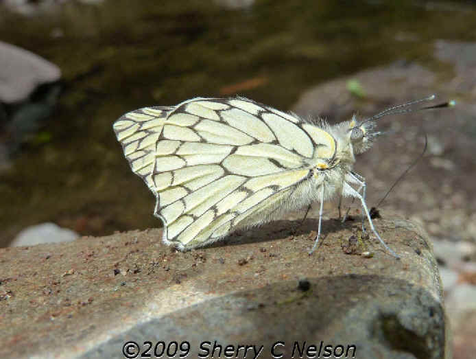 Ascia buniae black white butterfly Peru