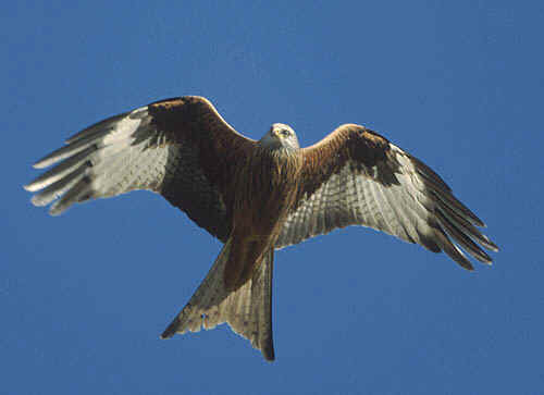 red kite tours