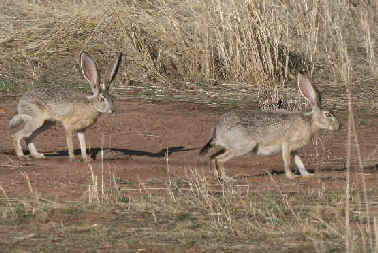 Texas Rodents