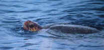 Turtle_loggerhead-dom.jpg (26497 bytes)