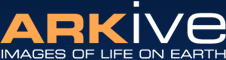 ARKive logo